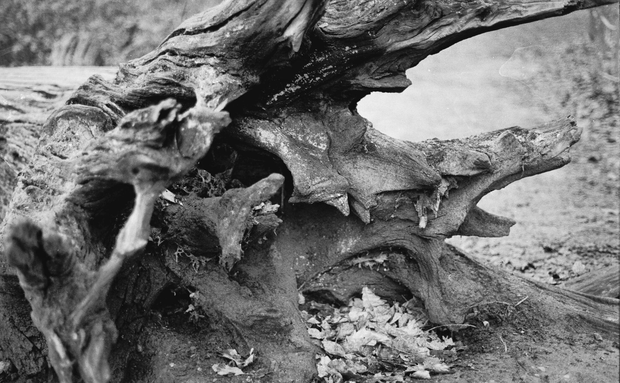 2026-02-08 / IMG_7010 — Hampstead — shot on Olympus OM10n — Agfa APX 400 Black & White
