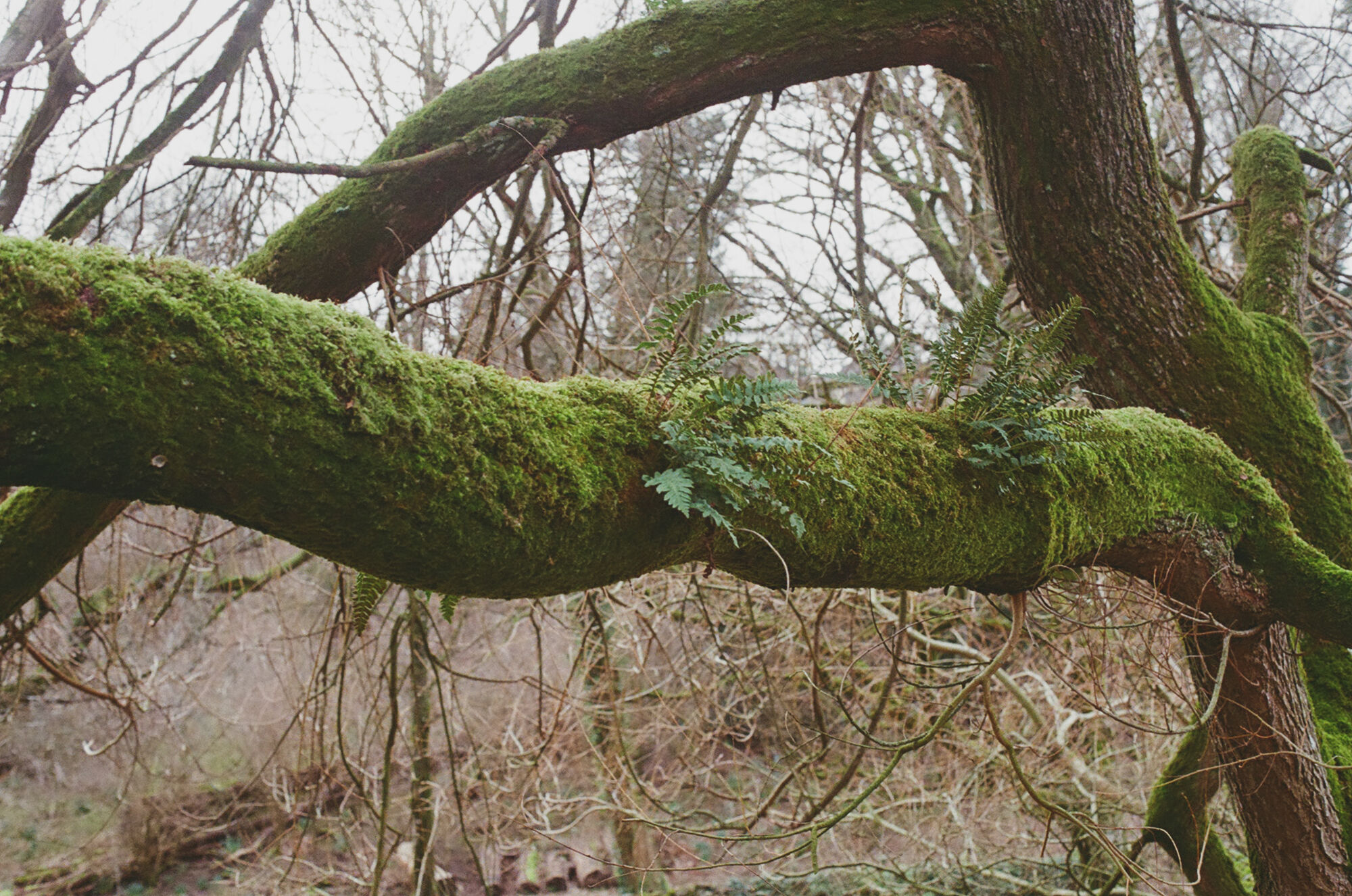 2026-02-24 / 0015_23 — Kendal — shot on Olympus OM-10n — Fujifilm 400 Colour