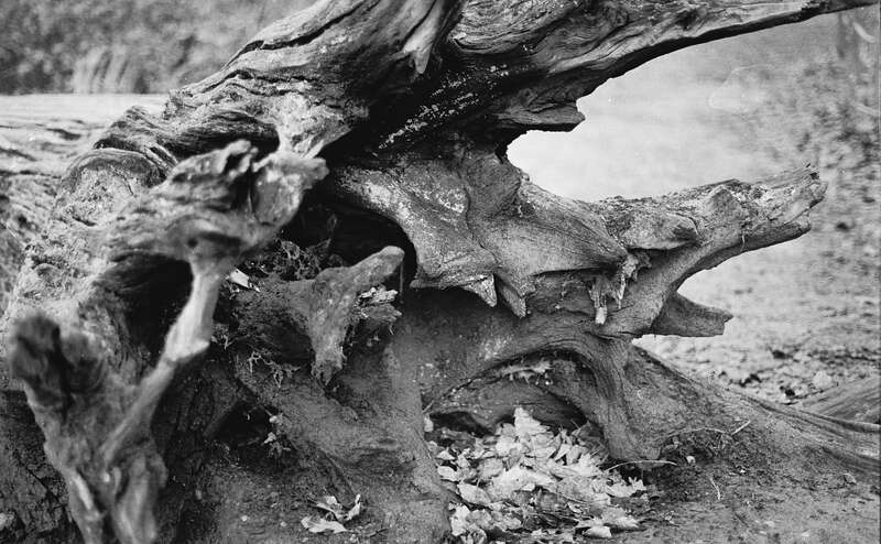 2026-02-08 / IMG_7010 — Hampstead — shot on Olympus OM10n — Agfa APX 400 Black & White
