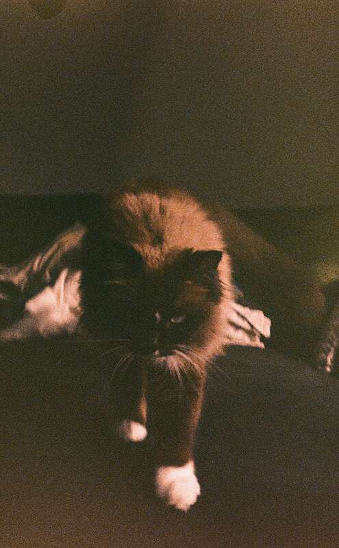 2026-02-09 / 0066 — shot on Olympus Pen EES-2 — Lomography X Tungsten 64