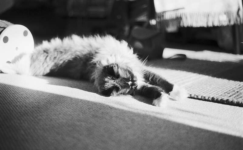 2026-03-10 / IMG_7060 — Hampstead — shot on Olympus OM10n — Agfa APX 400(+1) Black & White